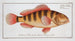 Anthias striatus Le Grunt rayé - Marcus Elieser Bloch — Ansicht des Kunstwerks