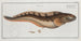 Blennius viviparus Die vivipare Blienny - Marcus Elieser Bloch — Ansicht des Kunstwerks