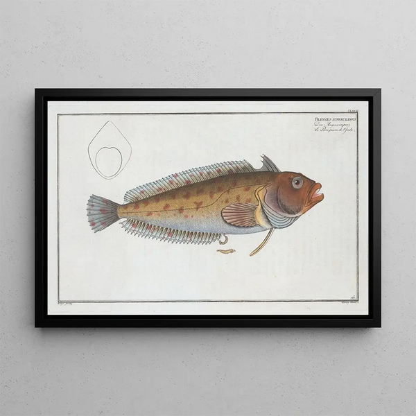 Blennie sourcilleuse - Marcus Elieser Bloch — gerahmtes Bild an der Wand