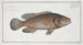 Bodianus guttatus, der Jenfish - Marcus Elieser Bloch — Ansicht des Kunstwerks