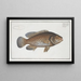 Bodianus guttatus, der Jenfish - Marcus Elieser Bloch — gerahmtes Bild an der Wand