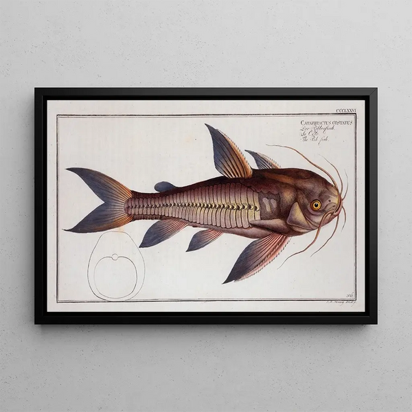 Cataphractus costatus Der Panzerfisch - Marcus Elieser Bloch — gerahmtes Bild an der Wand