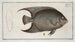 Chaetodon ciliaris Der Haarige Anemonenfisch - Marcus Elieser Bloch — Ansicht des Kunstwerks