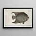 Chaetodon ciliaris Der Haarige Anemonenfisch - Marcus Elieser Bloch — gerahmtes Bild an der Wand