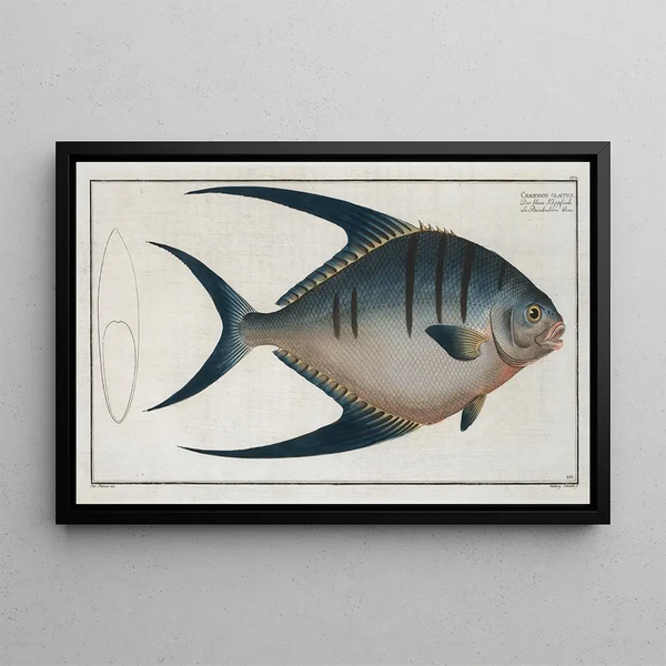 Marcus Elieser Bloch - Chaetodon glaucus.webp
