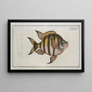 Marcus Elieser Bloch - Chaetodon marginatus.webp