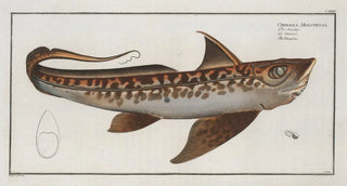 Marcus Elieser Bloch - Chimaera Monstrosa The Chimra.webp
