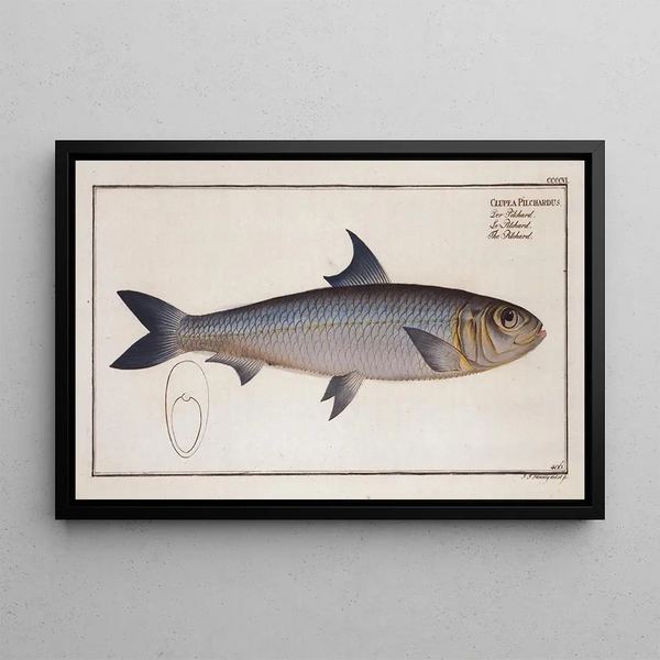Marcus Elieser Bloch - Clupea Pilchardus The Pilchard.webp