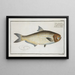 Clupea malabarica Der Malabar-Hering - Marcus Elieser Bloch — gerahmtes Bild an der Wand