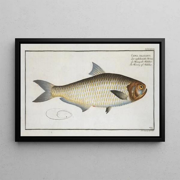 Clupea malabarica Der Malabar-Hering - Marcus Elieser Bloch — gerahmtes Bild an der Wand