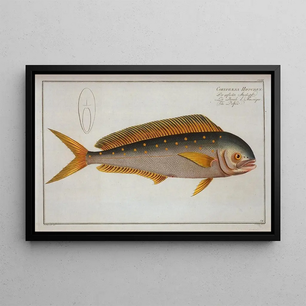Marcus Elieser Bloch - Coryphaena Hippurus The Dolfin.webp