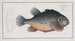 Cyclopterus lumpus Der Lump - Marcus Elieser Bloch — Ansicht des Kunstwerks