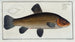Cyprinus tinca, die Schleie - Marcus Elieser Bloch — Ansicht des Kunstwerks