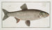 Cyprinus Aspius L'Aspius - Marcus Elieser Bloch — Ansicht des Kunstwerks