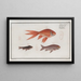 Cyprinus Auratus var Le Poisson Rouge - Marcus Elieser Bloch — gerahmtes Bild an der Wand