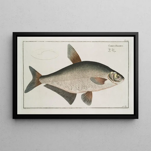 Cyprinus Ballerus, der Ballerkarpfen - Marcus Elieser Bloch — gerahmtes Bild an der Wand