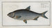 Cyprinus Buggenhagii, die Karpfe von Buggenhagen - Marcus Elieser Bloch — Ansicht des Kunstwerks
