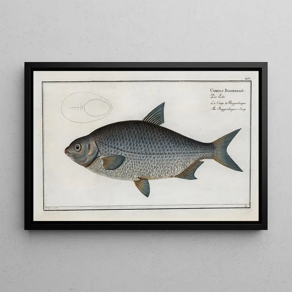 Marcus Elieser Bloch - Cyprinus Buggenhagii The BuggenhagensCarp.webp