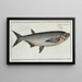 Cyprinus Cultratus, die Karpfen-Keule - Marcus Elieser Bloch — gerahmtes Bild an der Wand