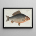 Cyprinus Gibelio, der Gibel - Marcus Elieser Bloch — gerahmtes Bild an der Wand