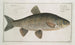 Cyprinus jeses Le chevesne - Marcus Elieser Bloch — Ansicht des Kunstwerks