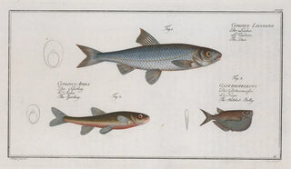 Marcus Elieser Bloch - Cyprinus Leuciscus The Dace 2 Cyprinus Aphya The Spirling 3 Gasteropelecus The HatchetBelly.webp