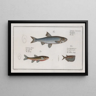 Marcus Elieser Bloch - Cyprinus Leuciscus The Dace 2 Cyprinus Aphya The Spirling 3 Gasteropelecus The HatchetBelly.webp