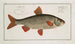 Cyprinus Rutilus, Le Gardon - Marcus Elieser Bloch — Ansicht des Kunstwerks