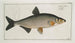 Cyprinus Vimba Le Vimba - Marcus Elieser Bloch — Ansicht des Kunstwerks