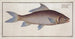 Cyprinus cirrhosus La Karpfe cirrhosée - Marcus Elieser Bloch — Ansicht des Kunstwerks
