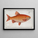 Cyprinus Orfus L'orf - Marcus Elieser Bloch — gerahmtes Bild an der Wand