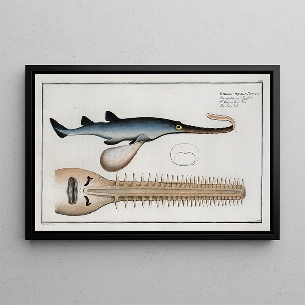 Embryo eines Hammerhais Pristis, der Hammerhai - Marcus Elieser Bloch — gerahmtes Bild an der Wand