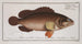 Epinephelus Afer, der Afrikanische Zander - Marcus Elieser Bloch — Ansicht des Kunstwerks