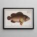 Epinephelus Afer, der Afrikanische Zander - Marcus Elieser Bloch — gerahmtes Bild an der Wand