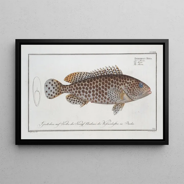 Epinephelus Merra Le Merra - Marcus Elieser Bloch — gerahmtes Bild an der Wand