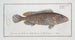 Epinephelus Merra Le Merra - Marcus Elieser Bloch — Ansicht des Kunstwerks