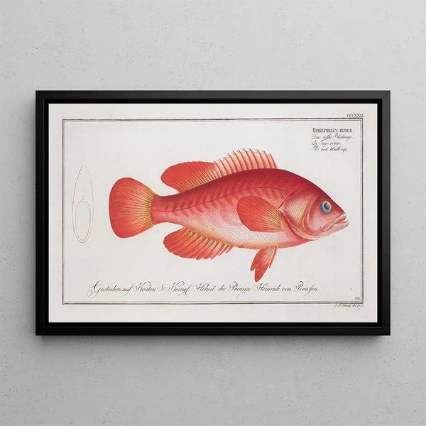 Epinephelus ruber Der Rotwalleye - Marcus Elieser Bloch — gerahmtes Bild an der Wand