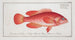 Epinephelus ruber Der Rotwalleye - Marcus Elieser Bloch — Ansicht des Kunstwerks