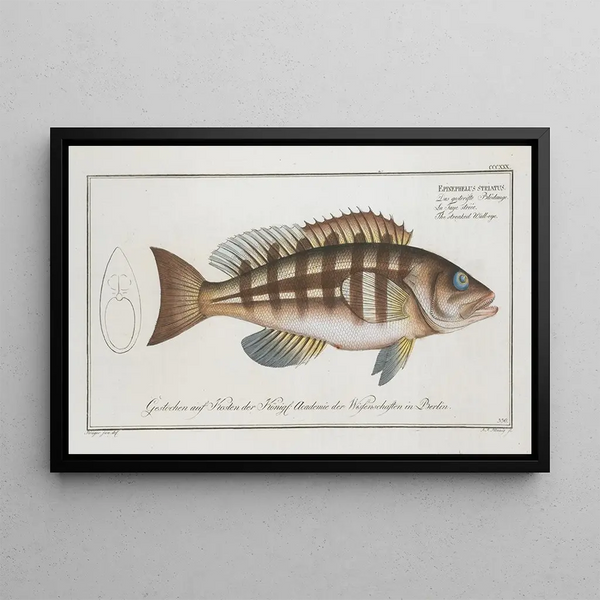 Epinephelus striatus Der gestreifte Goldbrasse - Marcus Elieser Bloch — gerahmtes Bild an der Wand
