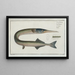 Esox belone Der Hecht - Marcus Elieser Bloch — gerahmtes Bild an der Wand