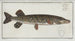Esox Lucius Der Hecht - Marcus Elieser Bloch — Ansicht des Kunstwerks