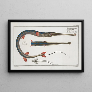 Marcus Elieser Bloch - Fistularia tabacaria The TobaccoPipeFish.webp