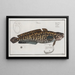 Gadus Lota La Lotte - Marcus Elieser Bloch — gerahmtes Bild an der Wand
