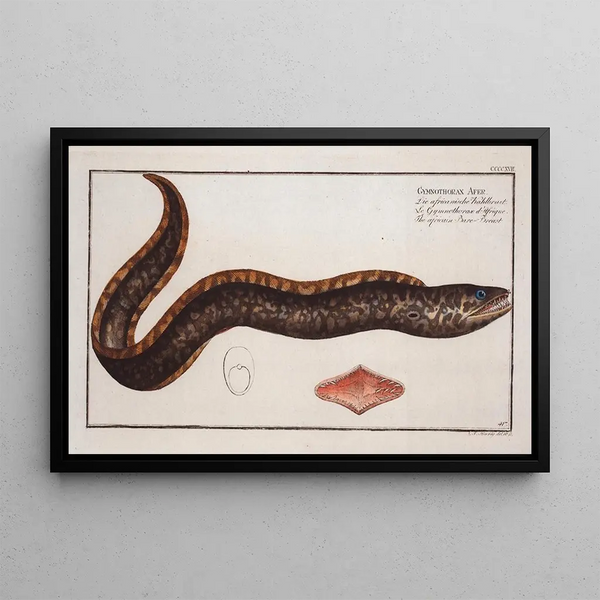 Marcus Elieser Bloch - Gymnothorax Afer The africain BareBreast.webp