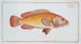 Holocentrus auratus - Marcus Elieser Bloch — Ansicht des Kunstwerks