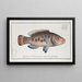 Labrus Vetula, la Seawife - Marcus Elieser Bloch — gerahmtes Bild an der Wand