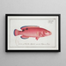 Labrus carneus Der Rotbarsch - Marcus Elieser Bloch — gerahmtes Bild an der Wand