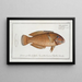 Labrus chloropterus Le Greenfin - Marcus Elieser Bloch — gerahmtes Bild an der Wand