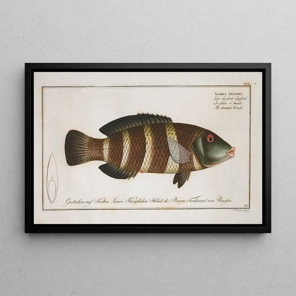 Labrus fasciatus Der gestreifte Barsch - Marcus Elieser Bloch — gerahmtes Bild an der Wand