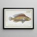 Labrus microlepidotus Die Kleine Schuppen-Garnele - Marcus Elieser Bloch — gerahmtes Bild an der Wand